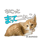 8匹のこねこ（個別スタンプ：6）