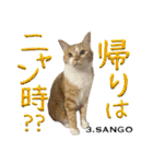 8匹のこねこ（個別スタンプ：8）