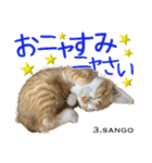 8匹のこねこ（個別スタンプ：9）