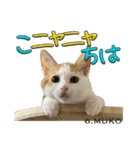 8匹のこねこ（個別スタンプ：12）