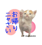 8匹のこねこ（個別スタンプ：20）