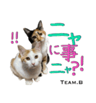 8匹のこねこ（個別スタンプ：24）