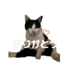 ケチャとミリンとクロズ（個別スタンプ：10）