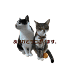 ケチャとミリンとクロズ（個別スタンプ：12）