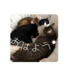 ケチャとミリンとクロズ（個別スタンプ：19）