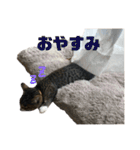 ケチャとミリンとクロズ（個別スタンプ：21）
