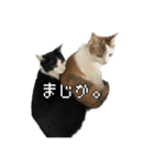 ケチャとミリンとクロズ（個別スタンプ：23）
