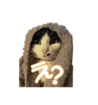 ケチャとミリンとクロズ（個別スタンプ：24）