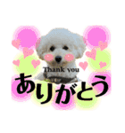 coro♡coro（個別スタンプ：5）