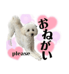 coro♡coro（個別スタンプ：13）