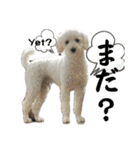 coro♡coro（個別スタンプ：31）