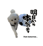 coro♡coro（個別スタンプ：33）