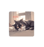 ネコの挨拶 Cat Greeting Stamps（個別スタンプ：1）