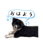 紫ボーダー、オレオ（個別スタンプ：1）