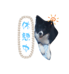 紫ボーダー、オレオ（個別スタンプ：3）
