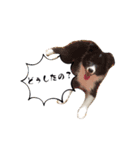 紫ボーダー、オレオ（個別スタンプ：5）