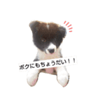 紫ボーダー、オレオ（個別スタンプ：7）