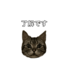 伝言 れいくん 猫（個別スタンプ：1）