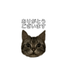 伝言 れいくん 猫（個別スタンプ：2）