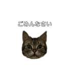 伝言 れいくん 猫（個別スタンプ：3）