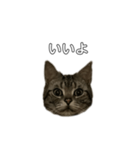 伝言 れいくん 猫（個別スタンプ：4）