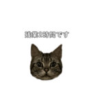 伝言 れいくん 猫（個別スタンプ：5）