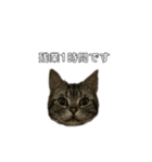 伝言 れいくん 猫（個別スタンプ：6）