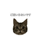 伝言 れいくん 猫（個別スタンプ：7）