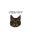 伝言 れいくん 猫（個別スタンプ：8）