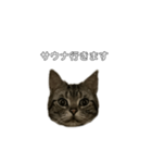 伝言 れいくん 猫（個別スタンプ：9）
