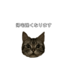 伝言 れいくん 猫（個別スタンプ：10）