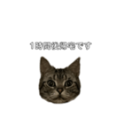 伝言 れいくん 猫（個別スタンプ：11）