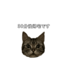 伝言 れいくん 猫（個別スタンプ：12）