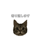 伝言 れいくん 猫（個別スタンプ：13）