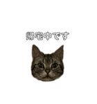 伝言 れいくん 猫（個別スタンプ：14）