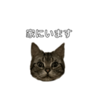 伝言 れいくん 猫（個別スタンプ：15）