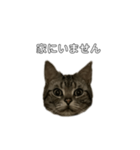 伝言 れいくん 猫（個別スタンプ：16）