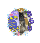 チンチラチョコさん（個別スタンプ：1）
