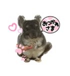 チンチラチョコさん（個別スタンプ：2）
