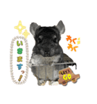 チンチラチョコさん（個別スタンプ：6）