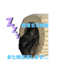 チンチラチョコさん（個別スタンプ：9）
