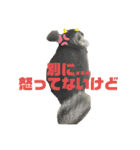 チンチラチョコさん（個別スタンプ：10）