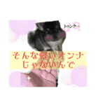 チンチラチョコさん（個別スタンプ：15）