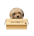 R看板犬スタンプ（個別スタンプ：16）