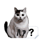 ⚫AI猫ミーム 24匹セット【セリフ変更可能】（個別スタンプ：1）