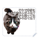 ⚫AI猫ミーム 24匹セット【セリフ変更可能】（個別スタンプ：15）