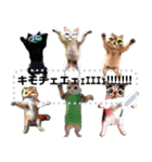 ⚫AI猫ミーム 24匹セット【セリフ変更可能】（個別スタンプ：24）