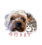 犬〜ア二ジジ（個別スタンプ：8）