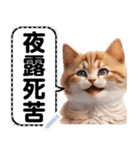 リアル猫のメッセージスタンプ02昭和（個別スタンプ：2）