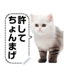 リアル猫のメッセージスタンプ02昭和（個別スタンプ：5）